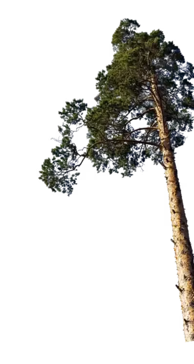 hero tree